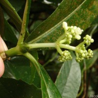 Psychotria nigra var. nigra